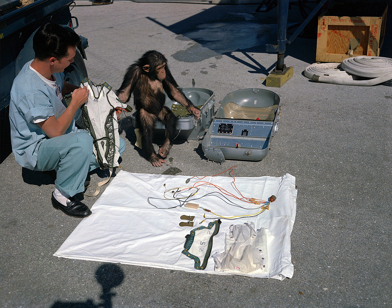 A handler prepares Ham the chimp for wearing his suit and entering the primate capsule