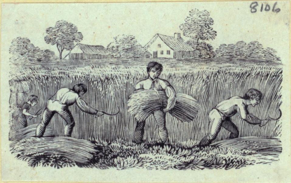 Engraving of colonial men harvesting wheat by hand