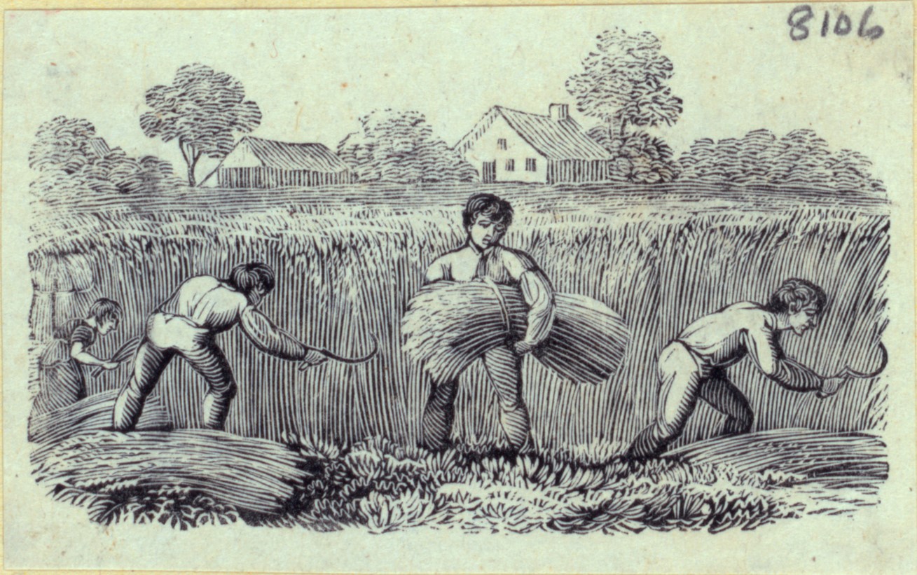 Engraving of colonial men harvesting wheat by hand