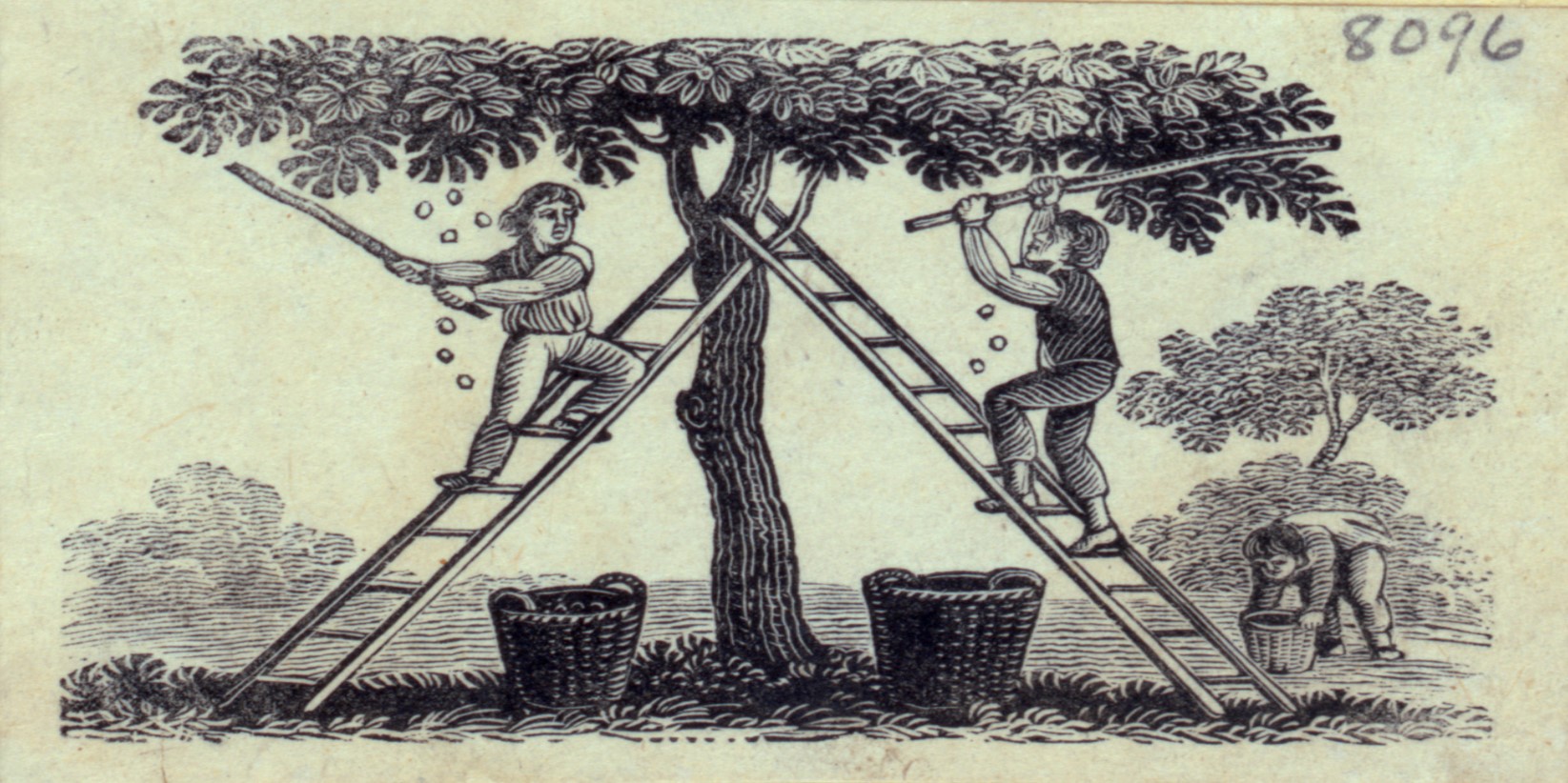Image of colonial men harvesting fruit trees by hand